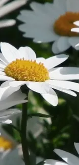 Close-up of white daisies with yellow centers, ideal for a floral phone wallpaper.