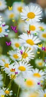 Vibrant daisy flowers with green leaves mobile wallpaper.