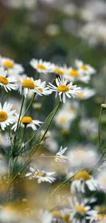 Serene daisy flowers in a natural setting, perfect for mobile wallpaper.