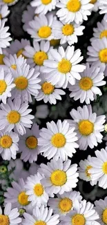 Mobile wallpaper with white daisies and yellow centers.