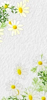 Floral mobile wallpaper with white daisies and green leaves.