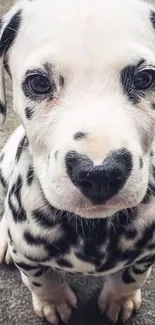 Adorable Dalmatian puppy with spots on a mobile wallpaper.