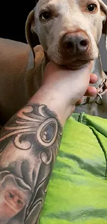 Friendly Weimaraner dog with tattoo art on arm.