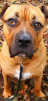 Brown dog with leash amidst autumn leaves.