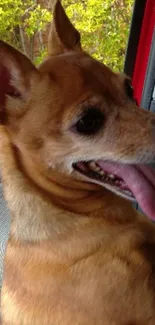 Happy brown dog enjoying a car ride.