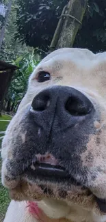 Close-up of a dog’s face with a green background.