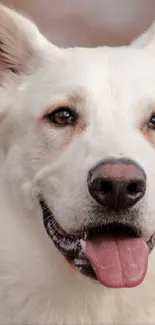 Adorable white dog with tongue out, set against a warm-toned background.