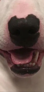 Close-up image of a happy dog's face with a smiling expression.