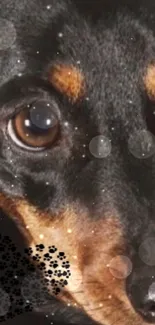 Close-up of a black dog's face with soft bubbles overlay.