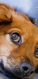 Close-up of a dog's face with gentle brown eyes and soft orange-brown fur.