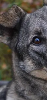 Close-up of a dog's face with expressive eyes and natural fur tones in a mobile wallpaper.