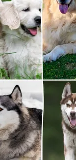 Collage of Golden Retrievers and Huskies in nature.