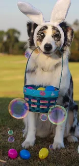 Dog in bunny ears with Easter basket on grass.