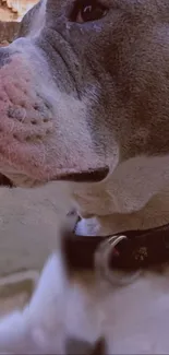 Close-up of a dog with a brown hue and a leather collar.