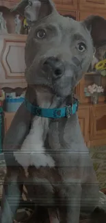 Grey dog with blue collar sitting indoors.