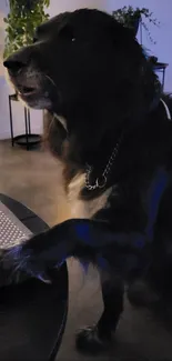 Black dog with paw on table in cozy setting.