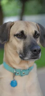 Portrait of a dog with a blue collar in a green backyard setting.