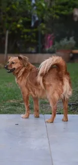 Fluffy brown dog standing on patio in lush green garden.