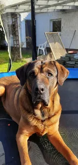 Brown dog lounging on trampoline in sunny backyard garden.