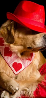 Golden retriever in red hat with heart scarf against black background.