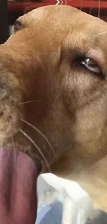 Relaxed dog with open mouth on a warm golden-toned wallpaper.