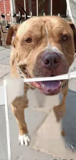 Friendly brown dog standing on urban pathway.