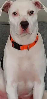 White dog with orange collar on a grey sofa.