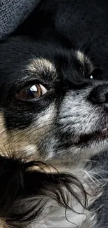 Close-up portrait of a black and white dog resting.