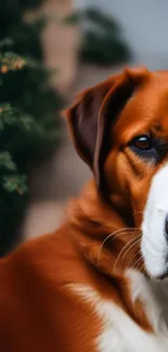 Close-up of a charming brown and white dog in a natural setting.