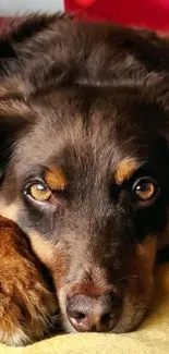 Close-up of a relaxed dog with warm brown fur, resting peacefully.