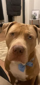 Charming pitbull with blue bow in cozy living room setting.