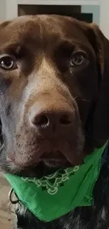 Close-up of a brown dog with a green bandana.