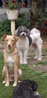 Three dogs in a lush garden setting with flowers.