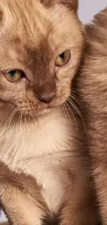 Close-up of a brown cat with green eyes, perfect for mobile wallpaper.