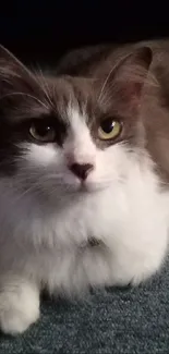 A charming cat portrait with gray and white fur.