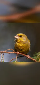 A finch peacefully perched on a branch.