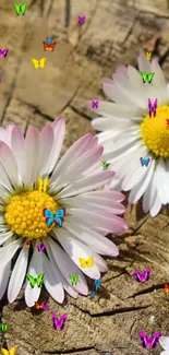 White daisies and colorful butterflies on brown wood.