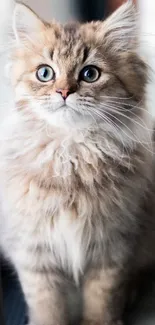 Fluffy kitten with soft fur gazes curiously, perfect for a cute mobile wallpaper.