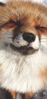 Close-up of a smiling fox with eyes closed.