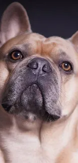 Charming French Bulldog with tan coat and expressive eyes in portrait format.