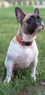 French Bulldog with orange collar on green grass.