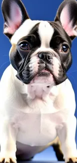 Cute French Bulldog with a blue background, perfect for mobile wallpaper.