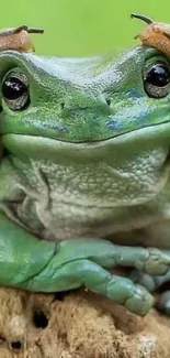 Green frog resting on a log with natural background.