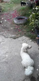 Fluffy white dog in rustic garden with flowers.