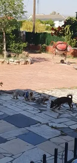 Dogs playing on stone tiles in a sunny garden landscape.