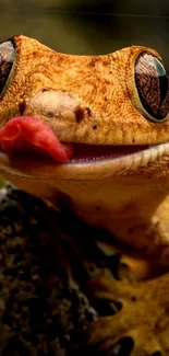 Close-up of a gecko with tongue out in vivid detail.