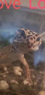 Adorable leopard gecko with 'Love' text.