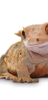 Charming gecko with earthy tones on a white background.