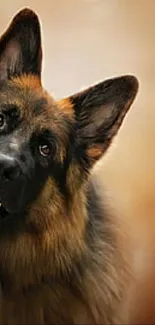 Curious German Shepherd on brownish-orange background.