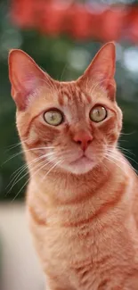 Ginger cat with green eyes against a natural background.